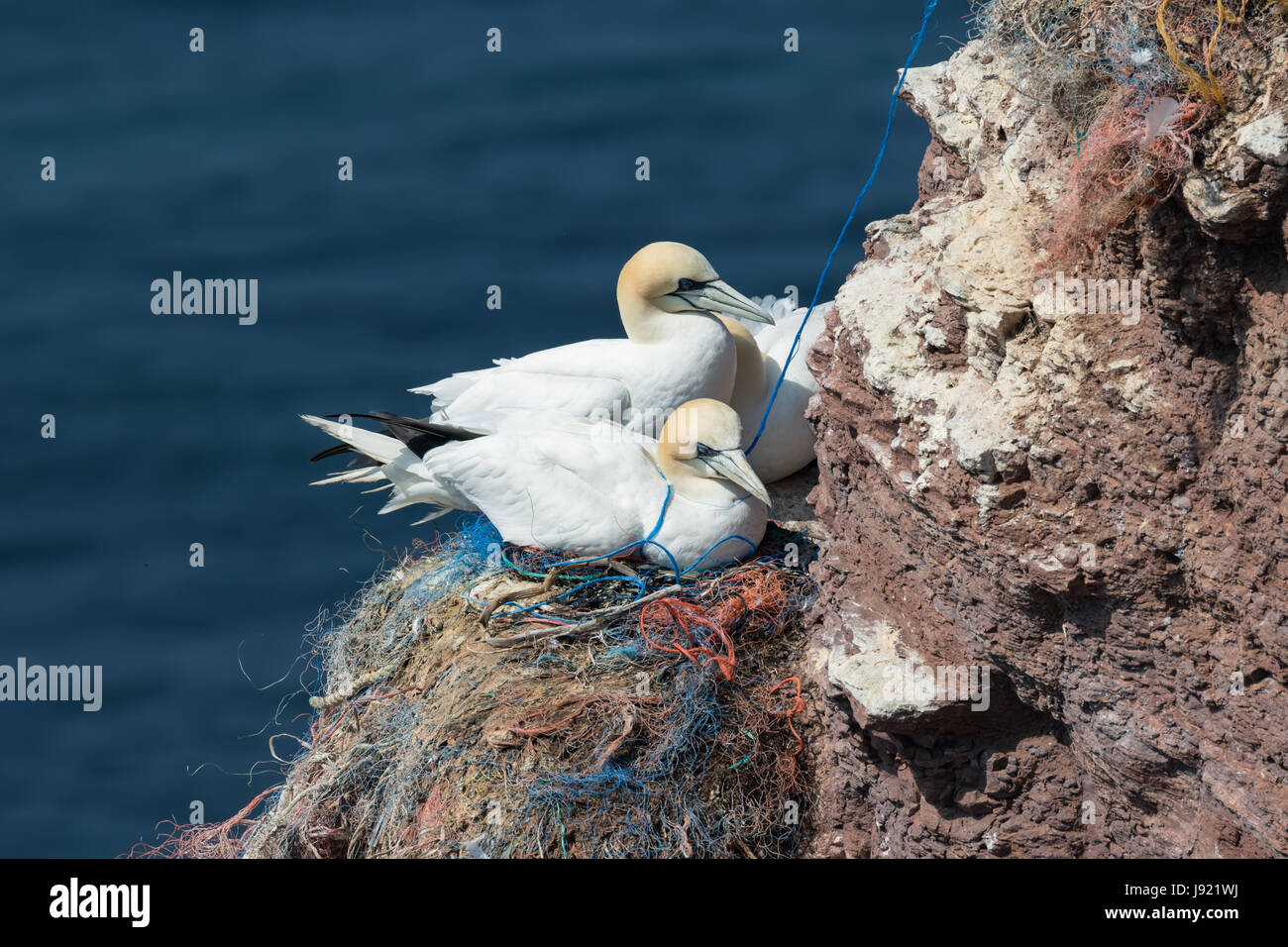 Northern sule seduti al loro nidi fatta di pezzi di reti dei pescatori a rocce rosse di Helgoland Foto Stock