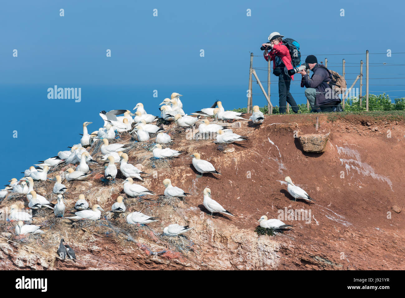 HELGOLAND, Germania - 27 Maggio 2017: i fotografi scattano foto di cova Northern sule a rocce rosse di Helgoland Foto Stock