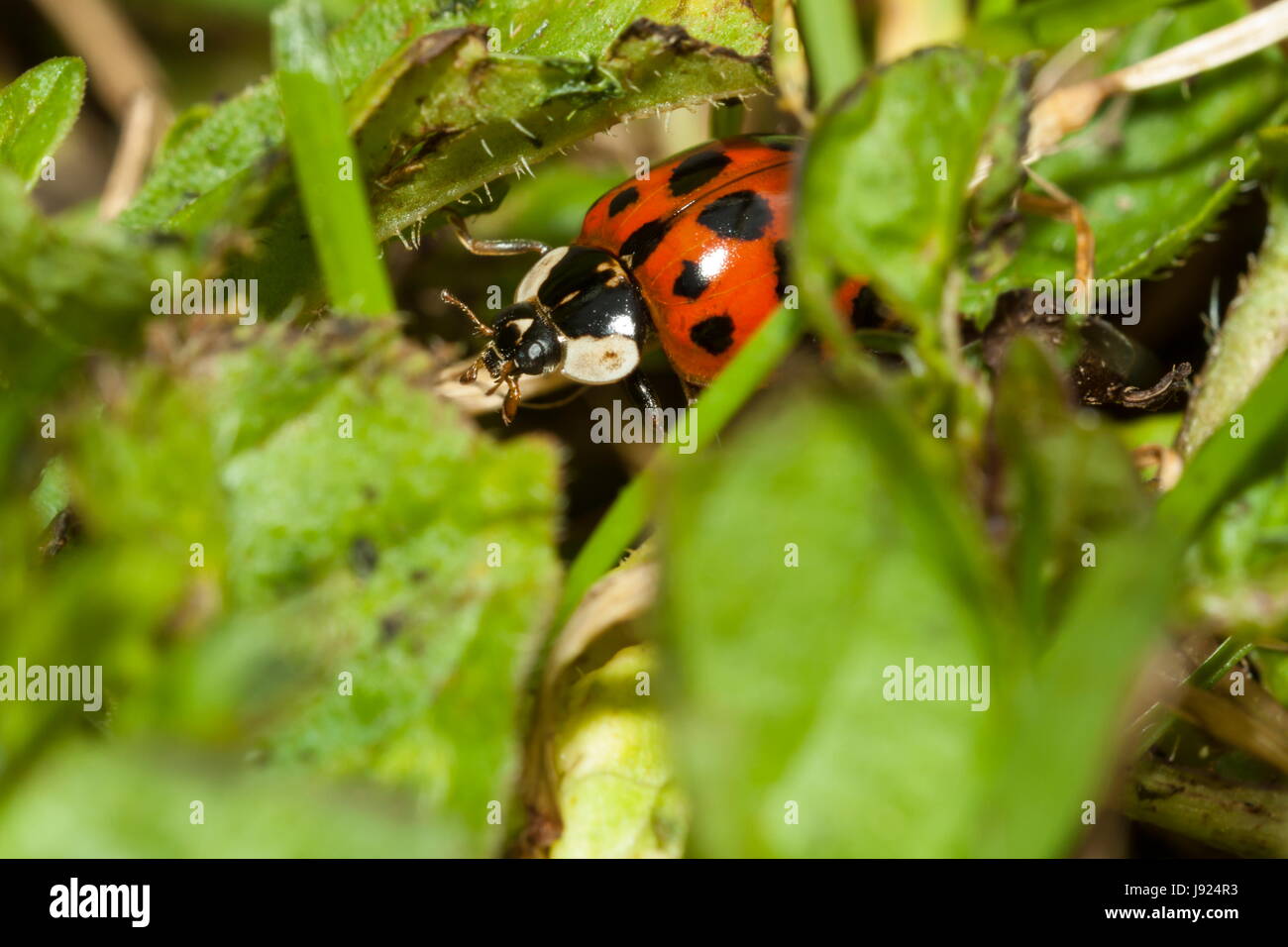 Una coccinella crawl attraverso il sottobosco Foto Stock