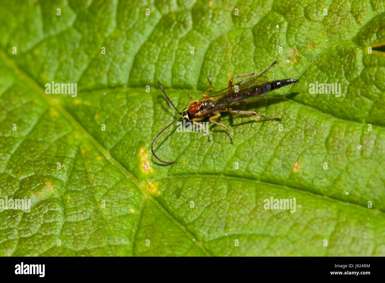 Una vespa parassita (probabilmente Tromatobia lineatoria) rasts su una foglia Foto Stock