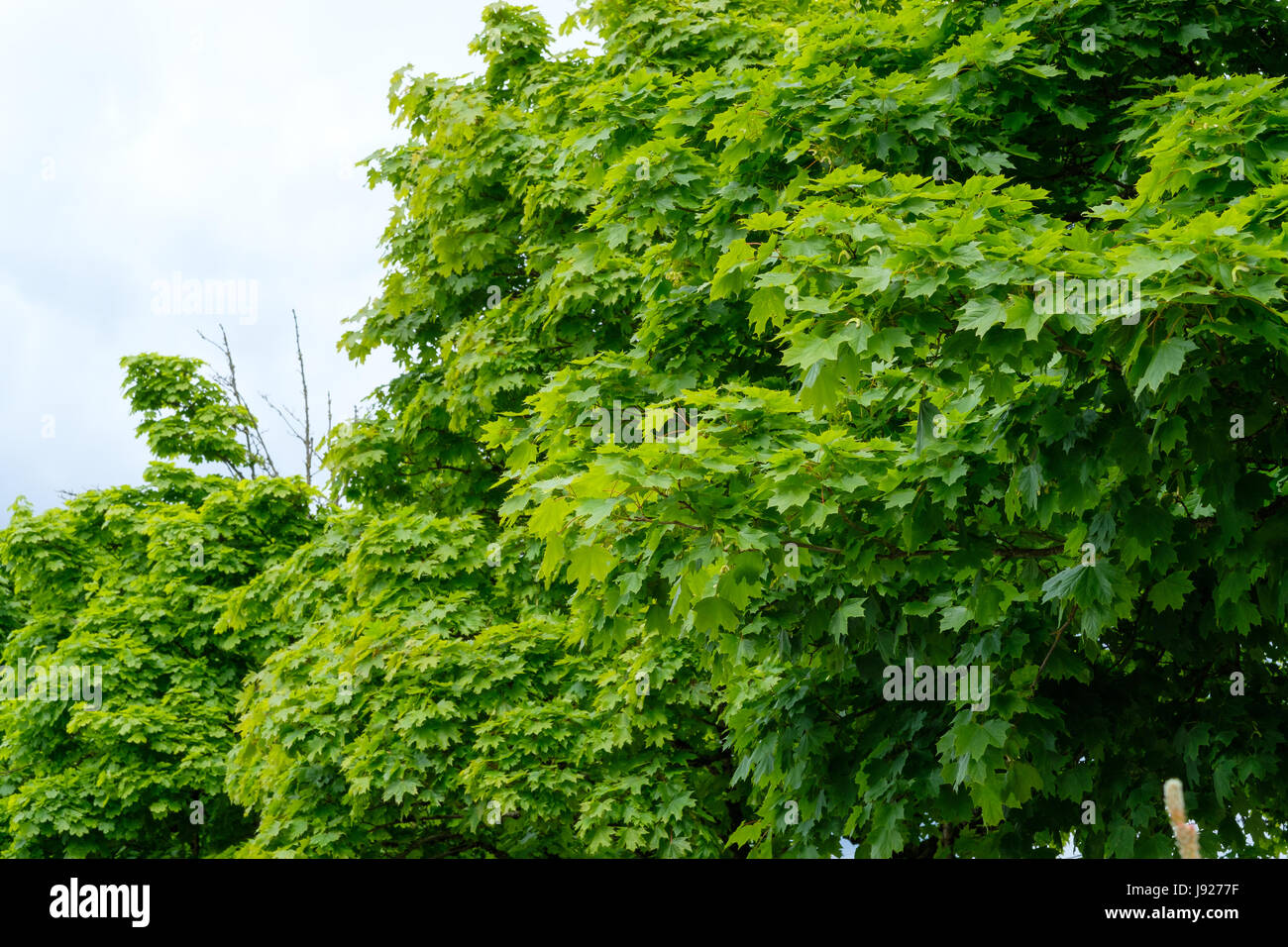 Primavera nuova per la crescita di piante Foto Stock