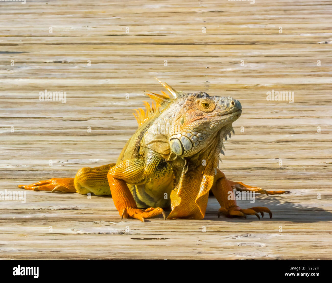 Orange Iguana sul molo Foto Stock