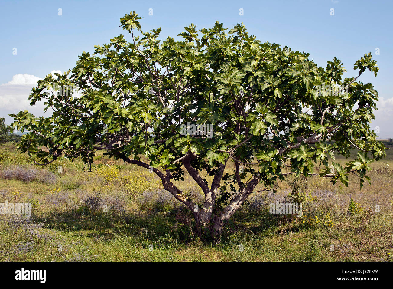 codardo Foto Stock