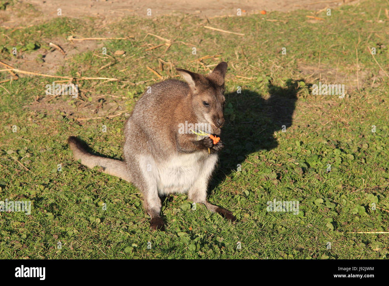 Wallaby Foto Stock