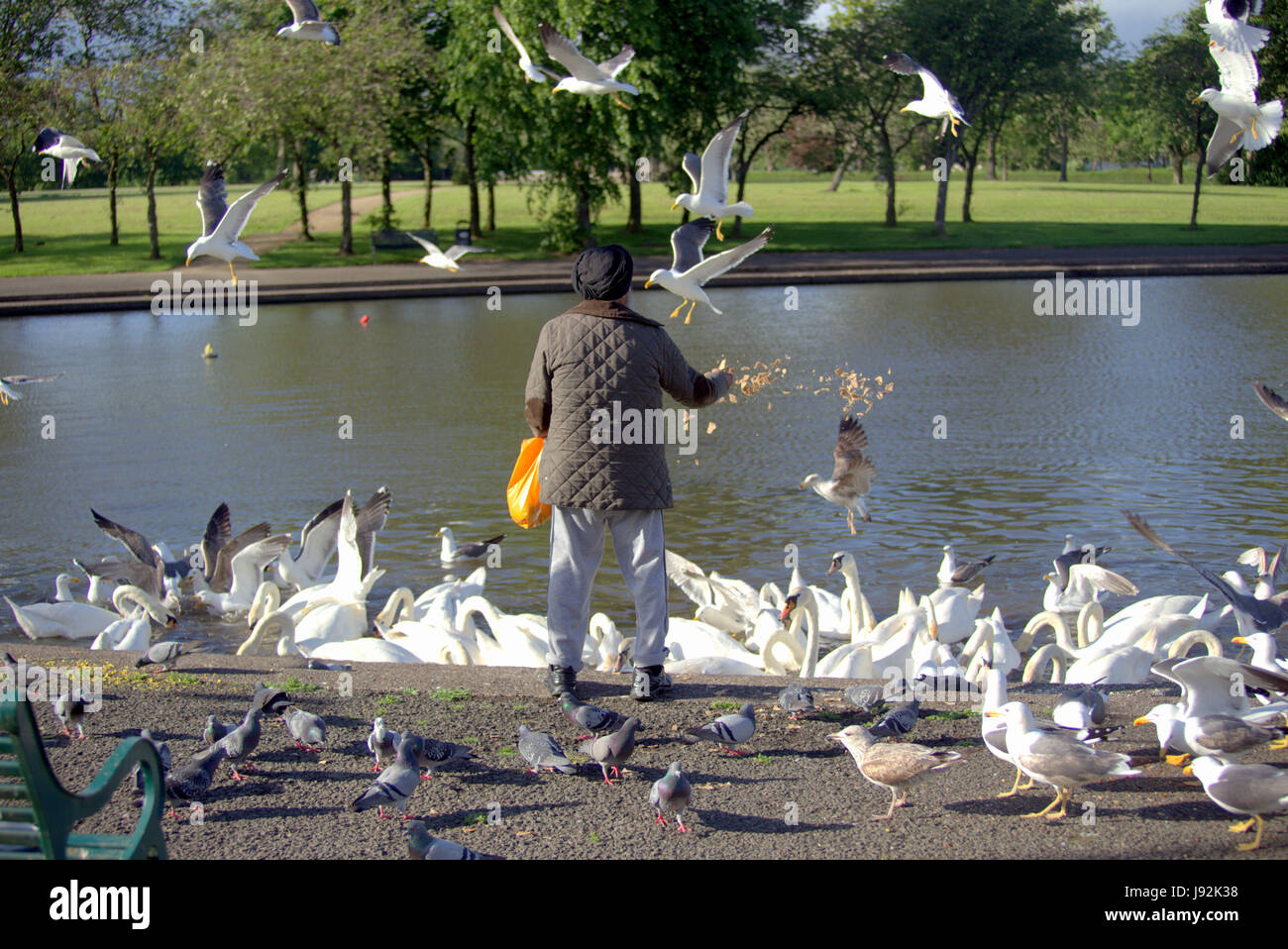 Vecchio h Sikh uomo con turbante di alimentazione alimentazione i gabbiani nel parco con cigni nello stagno lago Foto Stock