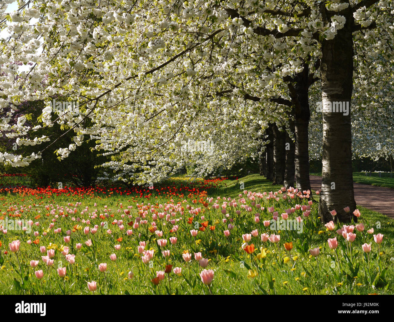 Giardino, tulipani, molla, avenue, giardini, frutteto, giardino, bloom, blossom, Foto Stock