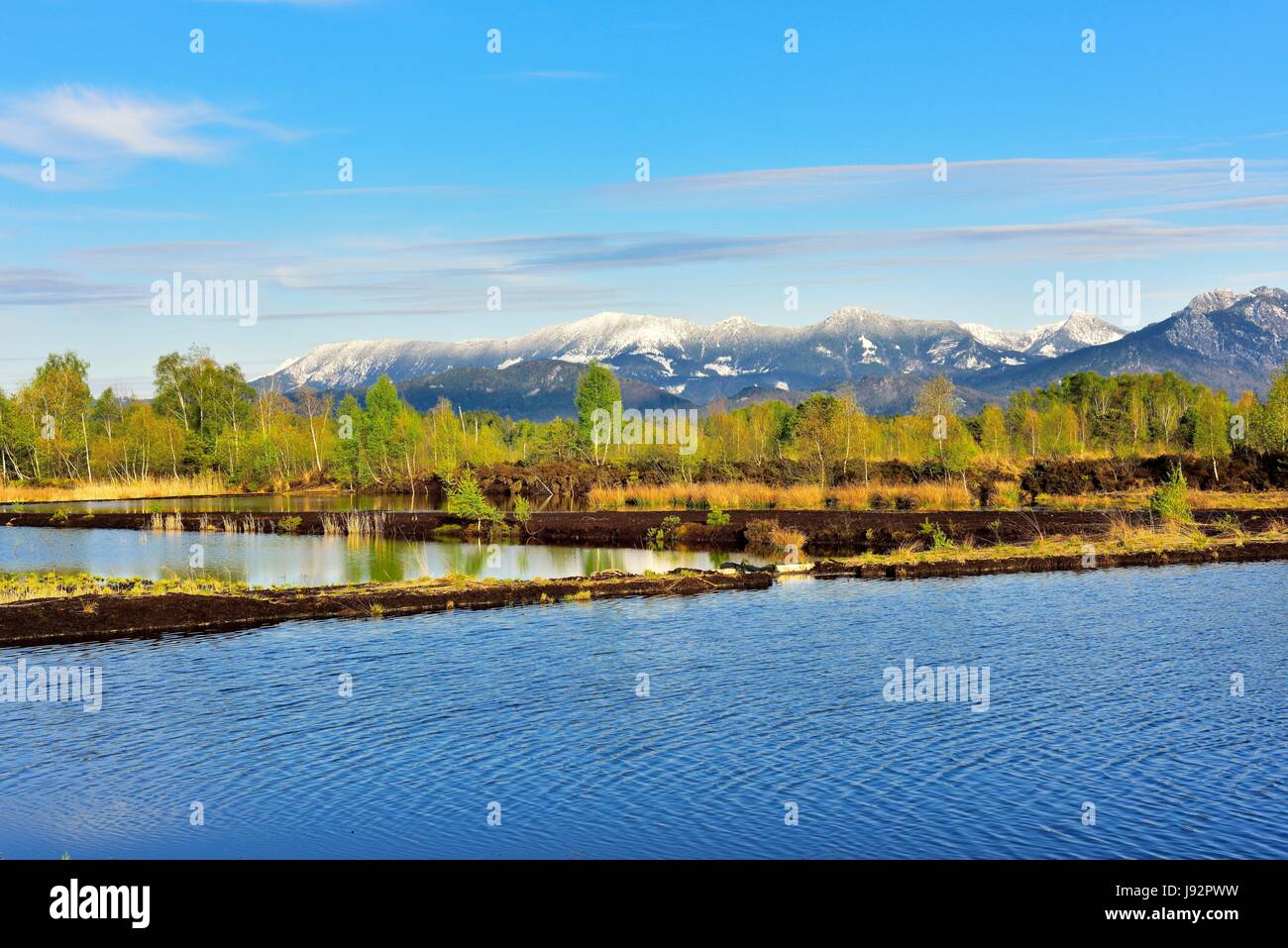 Bagnate il fosso di torba con la fioritura lanuginosa betulle (Betula pubescens), sul retro innevate delle Alpi di Chiemgau, Nicklheim, Prealpi Salisburghesi Foto Stock