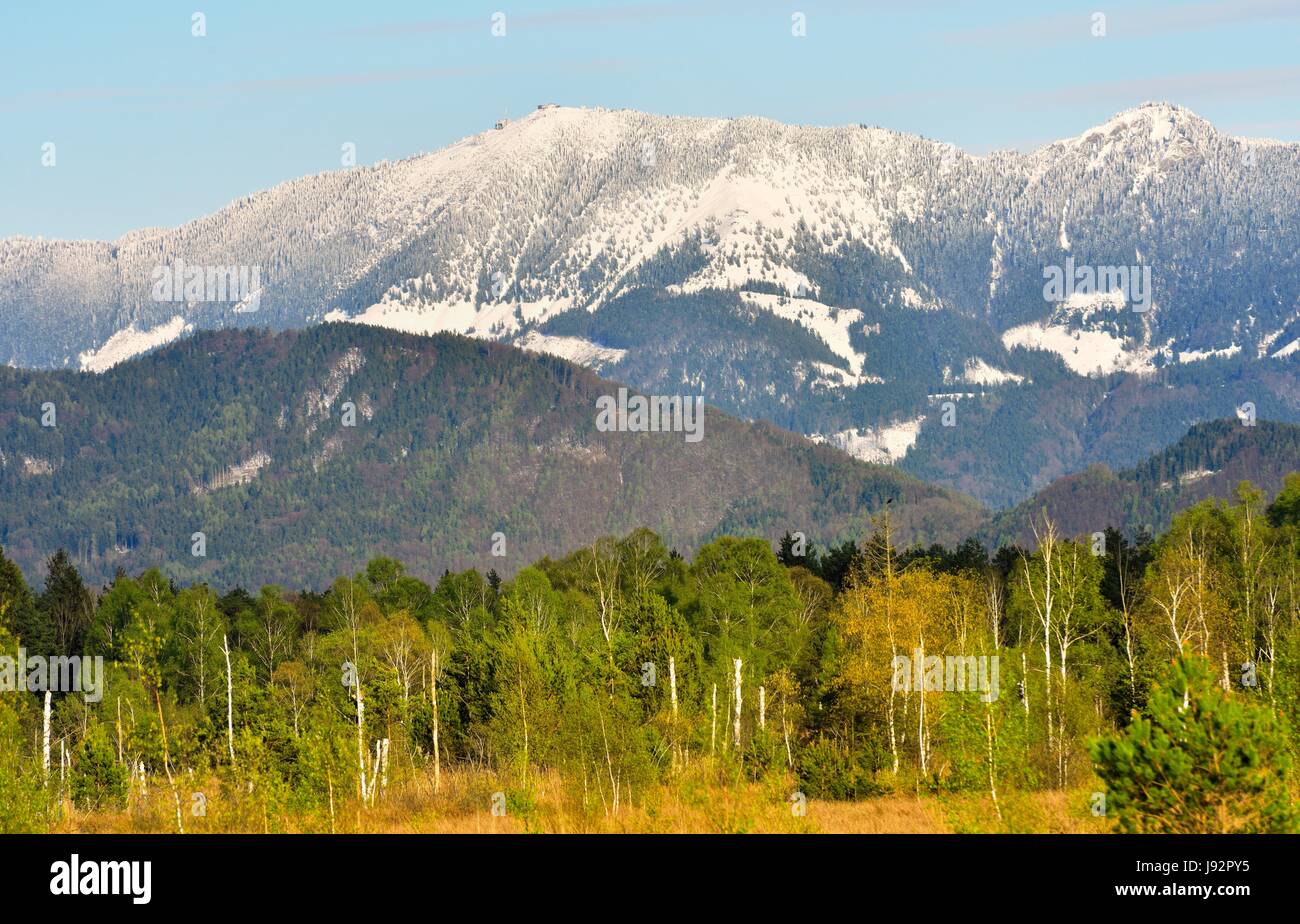 Moor con roverella betulle (Betula pubescens) e pini (Pinus sp.), sul retro snowy Hochries, Alpi Chiemgauer, Nicklheim Foto Stock