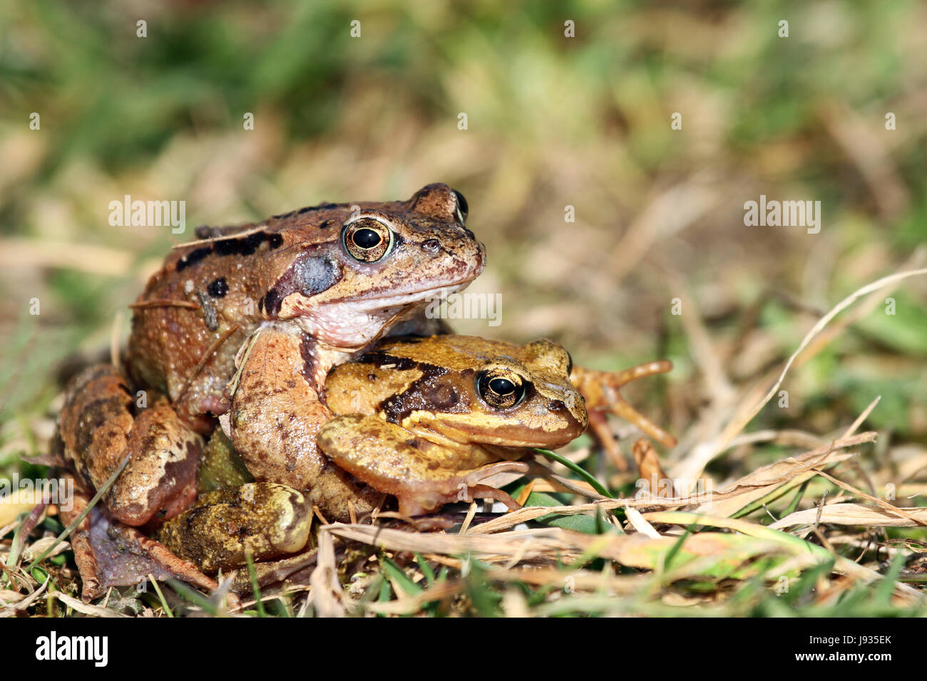 la stagione degli amori Foto Stock