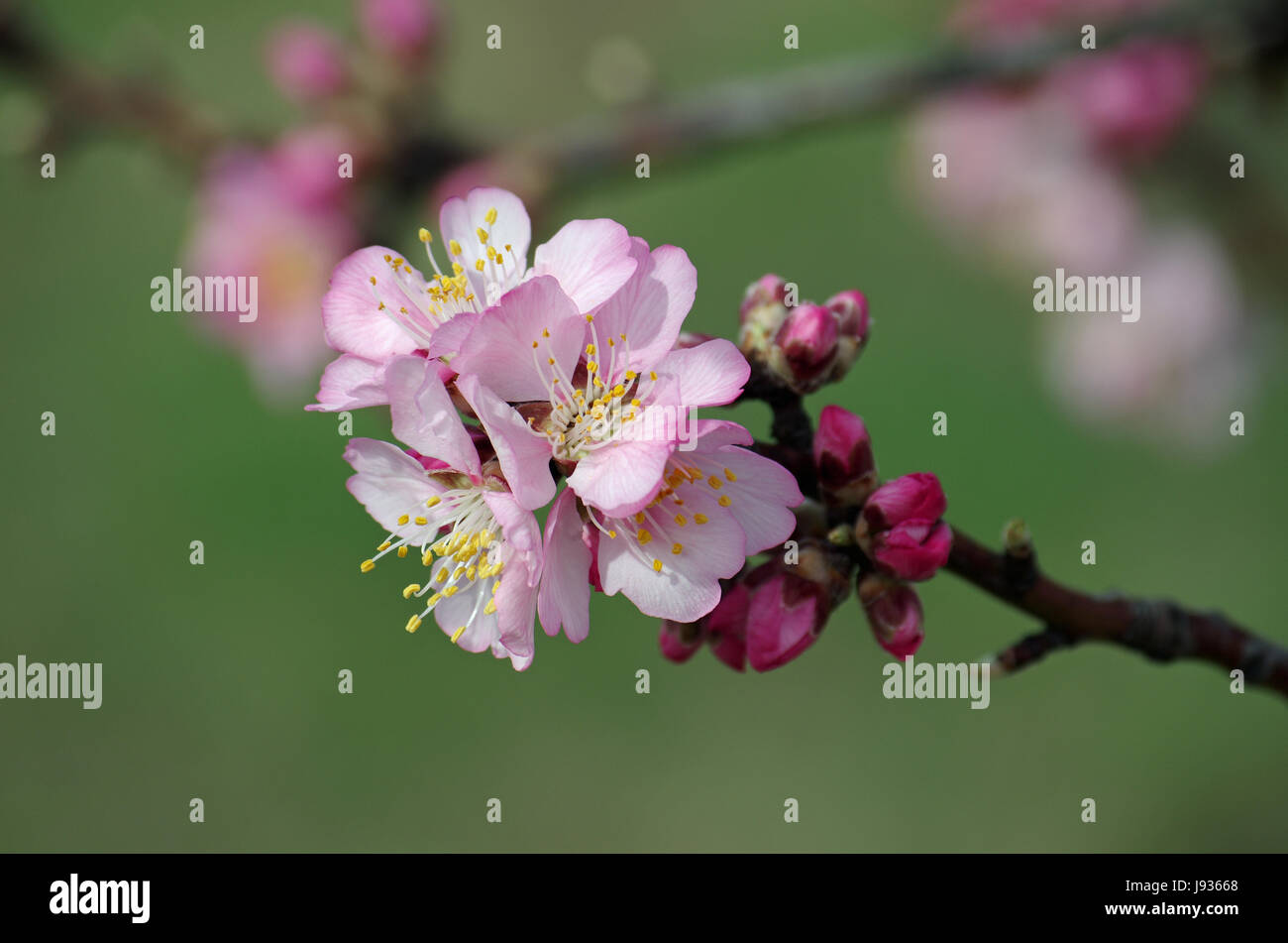 Bloom, blossom, fiorire, fiorente, mandorla, mandorla-blossom, mandorli, Foto Stock