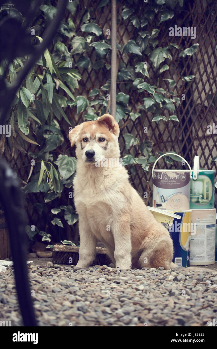 Ritratto del cane Inuit settentrionale Foto Stock