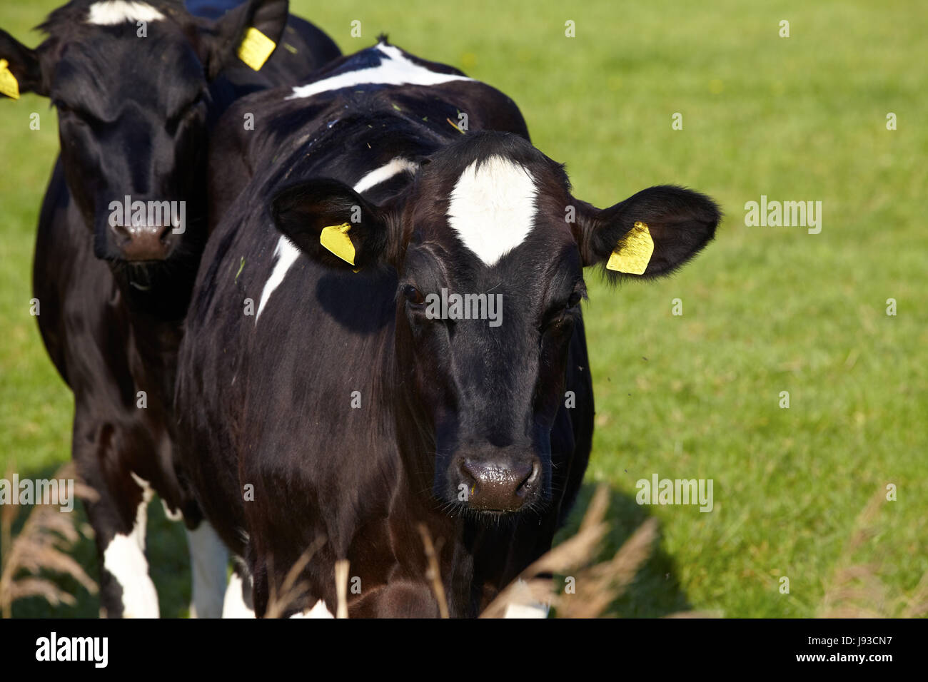 Agricoltura, allevamento, mucca, bestiame bovino, giovane animale, di vitello, di razza, Foto Stock