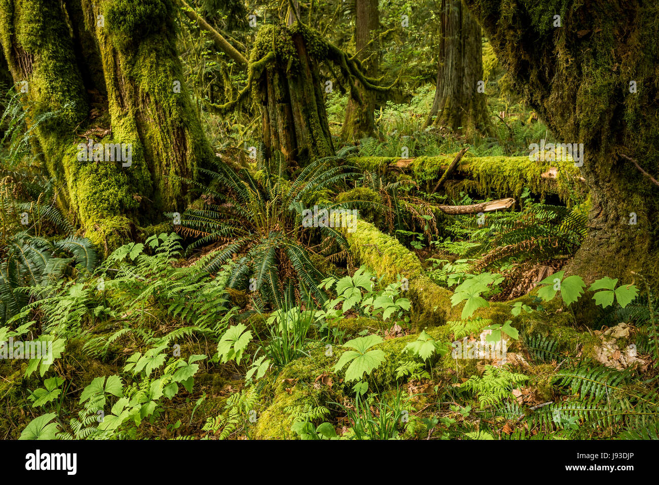 Foglia di vaniglia, felci e muschi alberi coperti, Cattedrale Grove, MacMillan Parco Provinciale, Isola di Vancouver, British Columbia, Canada. Foto Stock