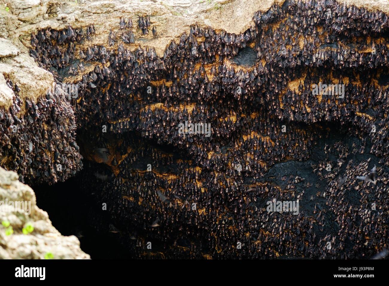 Monfort pipistrelli Foto Stock