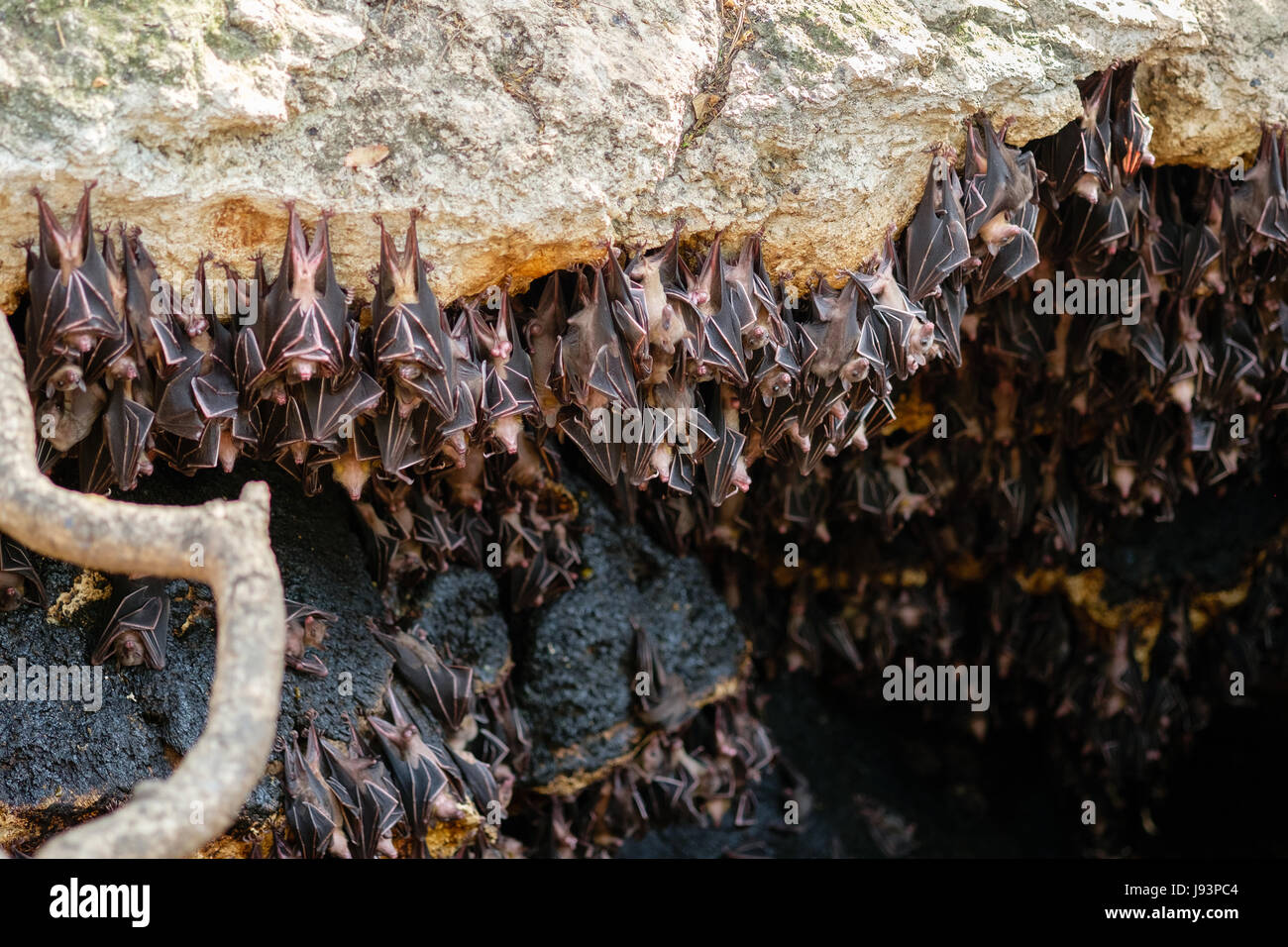 Monfort pipistrelli Foto Stock
