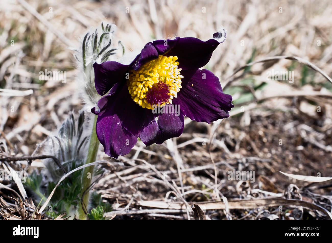 Closeup, fiori, piante, bloom, blossom, fiorire, fiorente, pasqua, aprile, Foto Stock