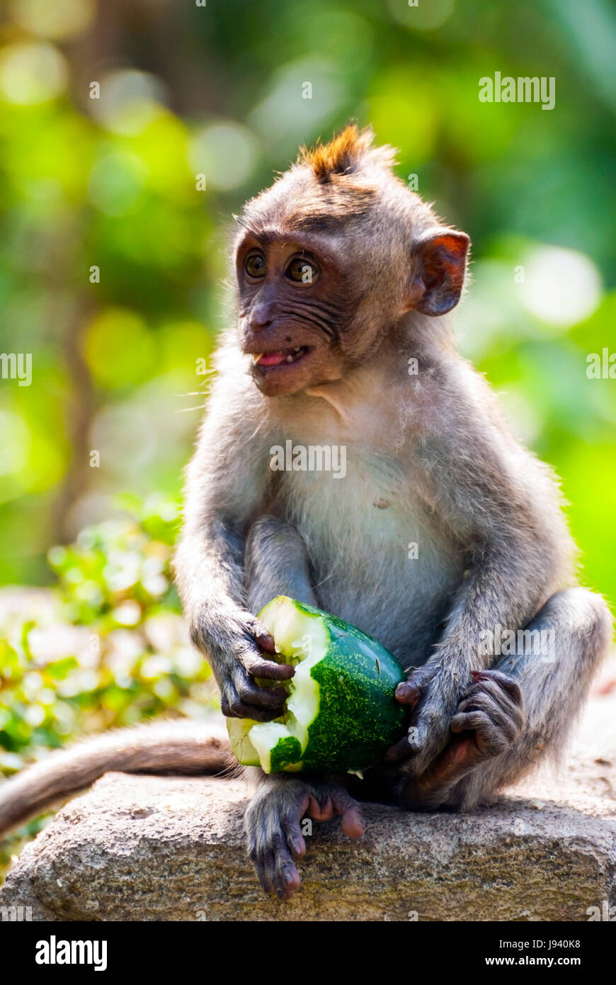 I giovani di lunga coda Macaque monkey mangiare cibo in un parco Foto Stock