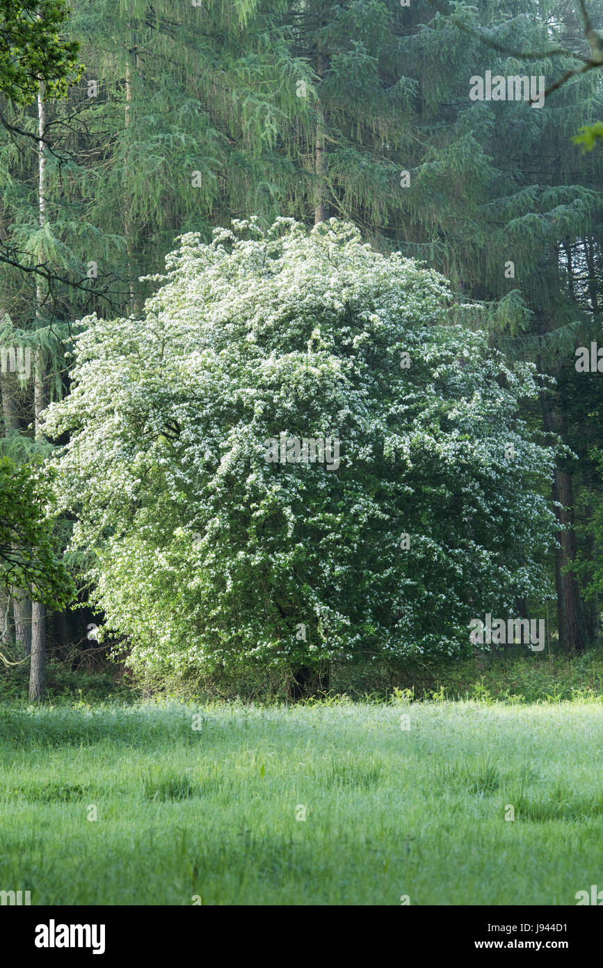 Crataegus monogyna. Biancospino sbocciare in un bosco. Oxfordshire, Inghilterra Foto Stock