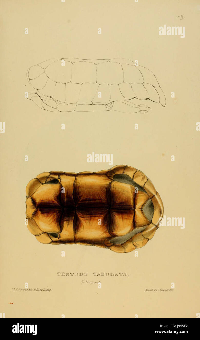 N34 Sowerby & Lear 1872 (chelonoidis denticulata) Foto Stock