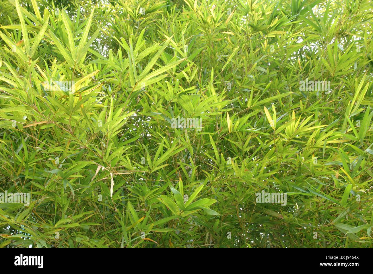 Giardino, foglie, luce solare, giungla, esotico, bambù, spazzola, levetta, stelo, crescere Foto Stock