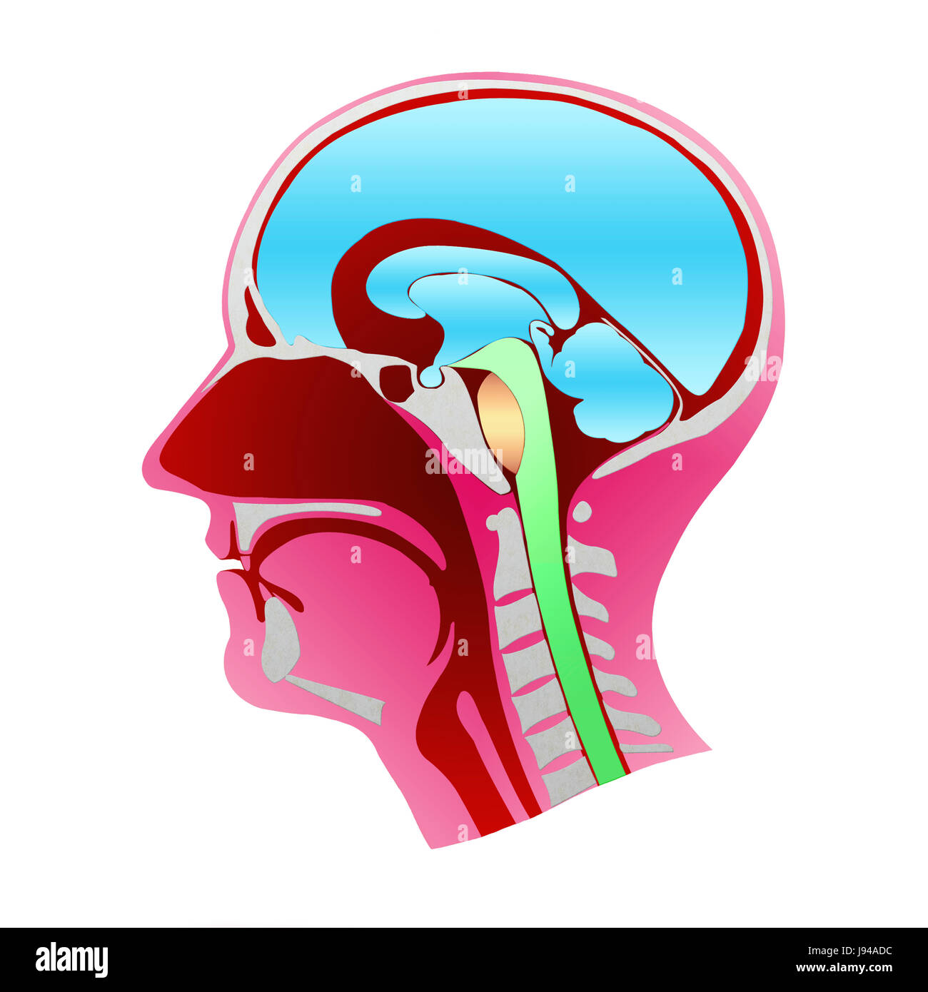 La dissezione della testa umana profilo con tutti gli elementi che lo compongono. Concetto di anatomia Foto Stock