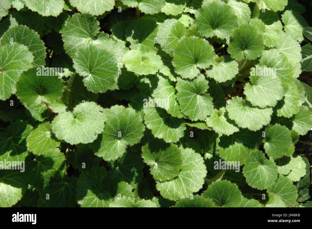 Foglia, giardino, fiori, piante, fragola, crescere, prato verde, geranio, Foto Stock