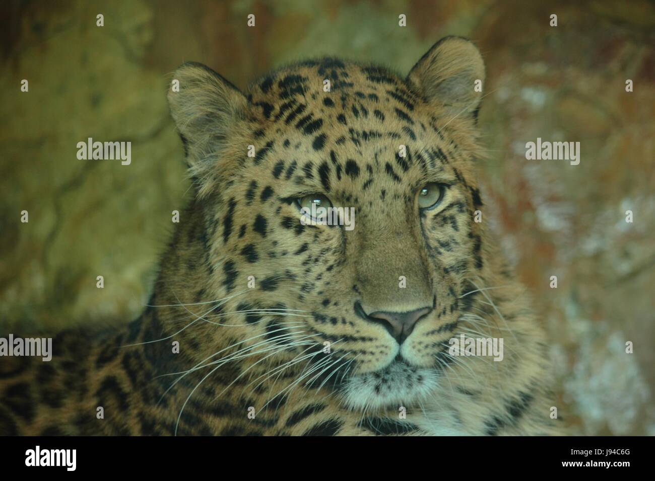 Big cat, predatore felino, predator, jaguaro, cat, Leopard, animale selvatico, Foto Stock