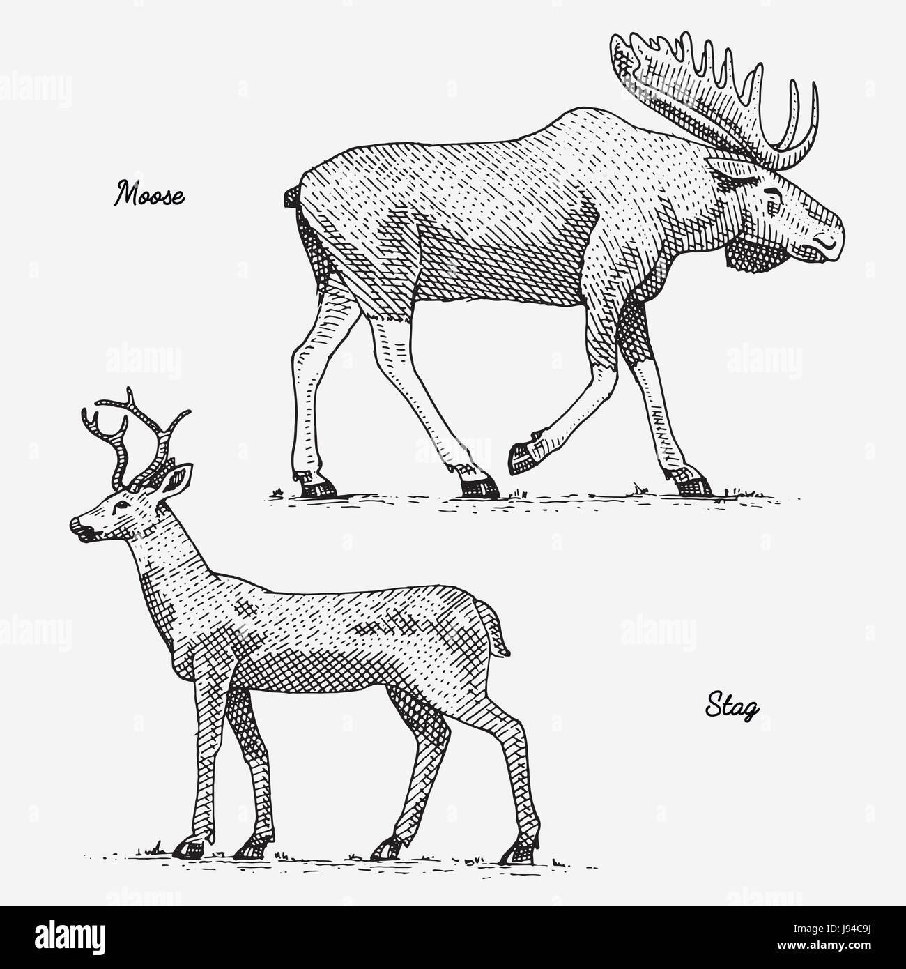 Alci o eurasian elk e feste di addio al celibato o al cervo, disegnati a mano, inciso gli animali selvatici nel vintage o in stile retrò, zoologia impostato Illustrazione Vettoriale