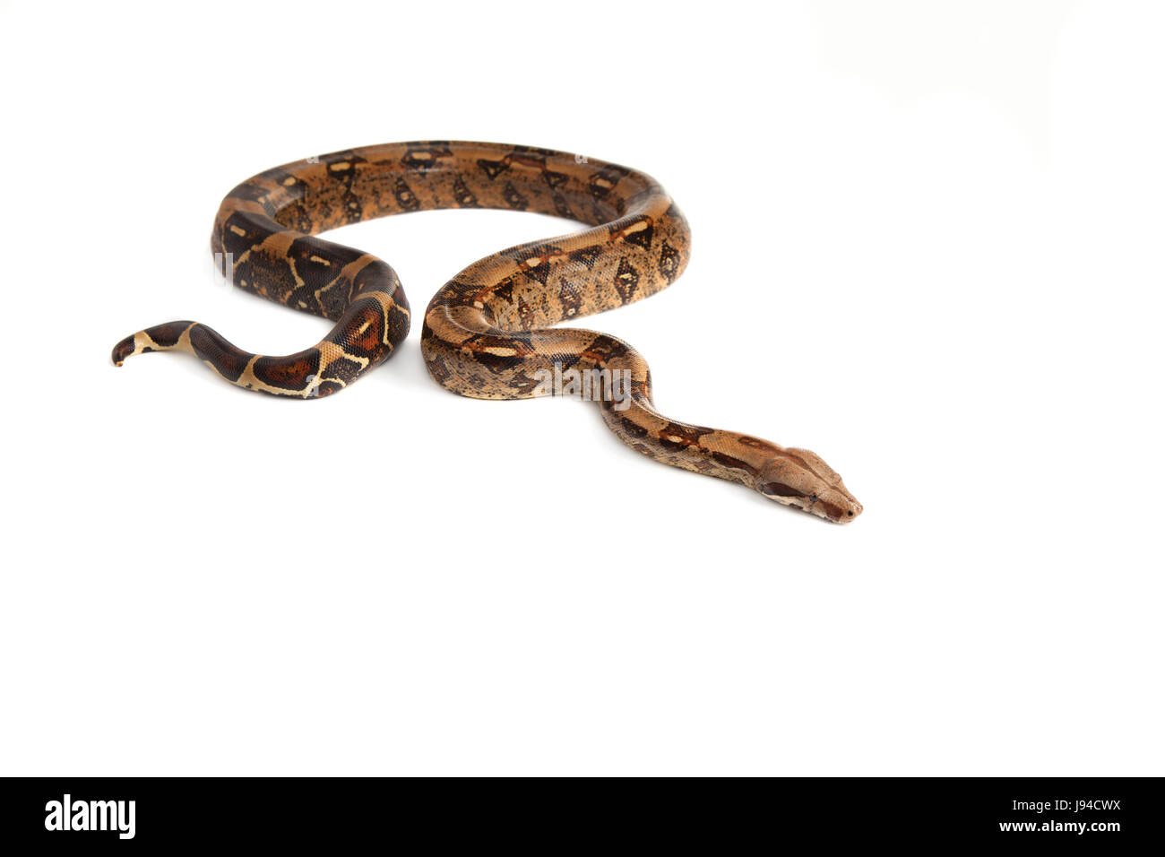 Pericolo, opzionale, rettile, pelle, snake, Viper, snakeskin, macro close-up, Foto Stock