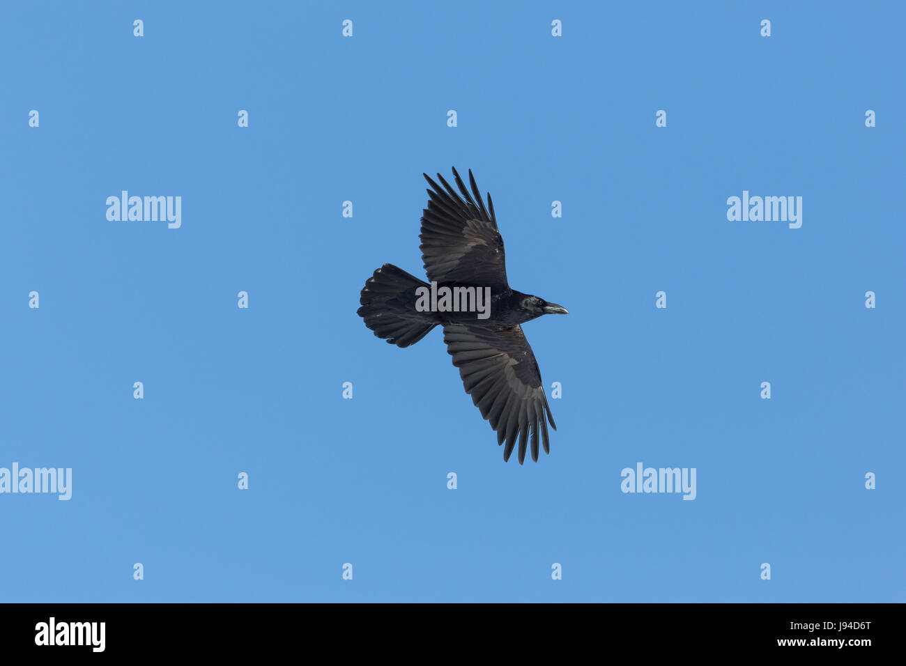 Ritratto del nord del corvo imperiale (Corvus corax) in volo nel cielo blu Foto Stock
