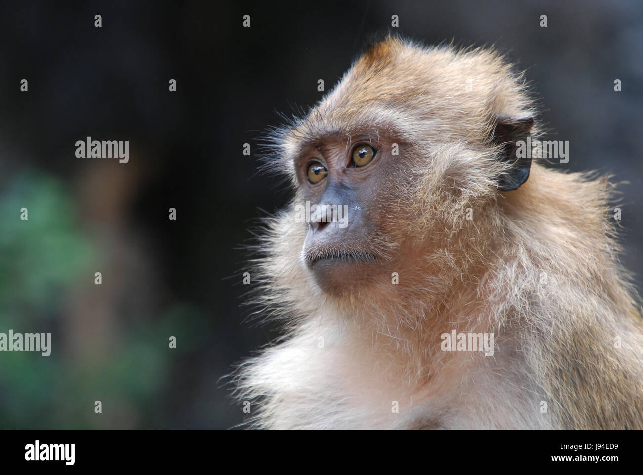 Il thai shear abitanti della giungla Foto Stock