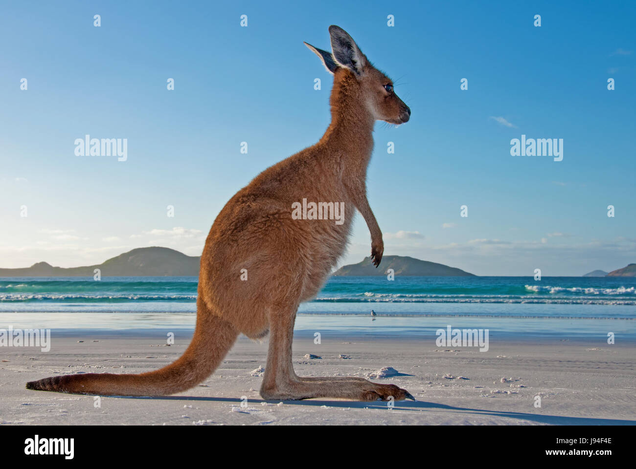 Australia, canguro, maschio, femmina, opossum, coppia, coppia, parco nazionale, Foto Stock