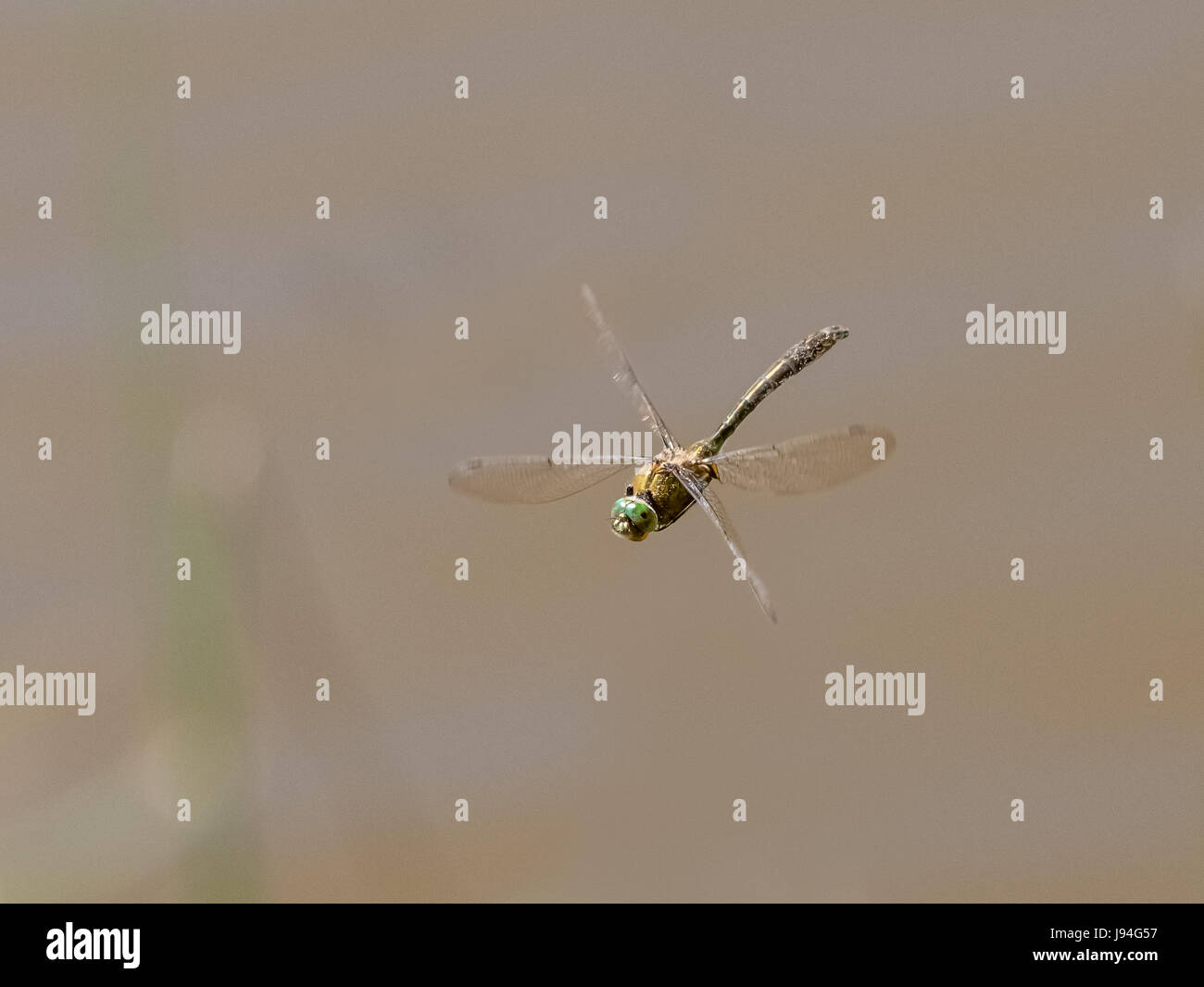 Vista superiore e frontale della Roverella libellula smeraldo (Cordulia aenea) battenti in volo Foto Stock