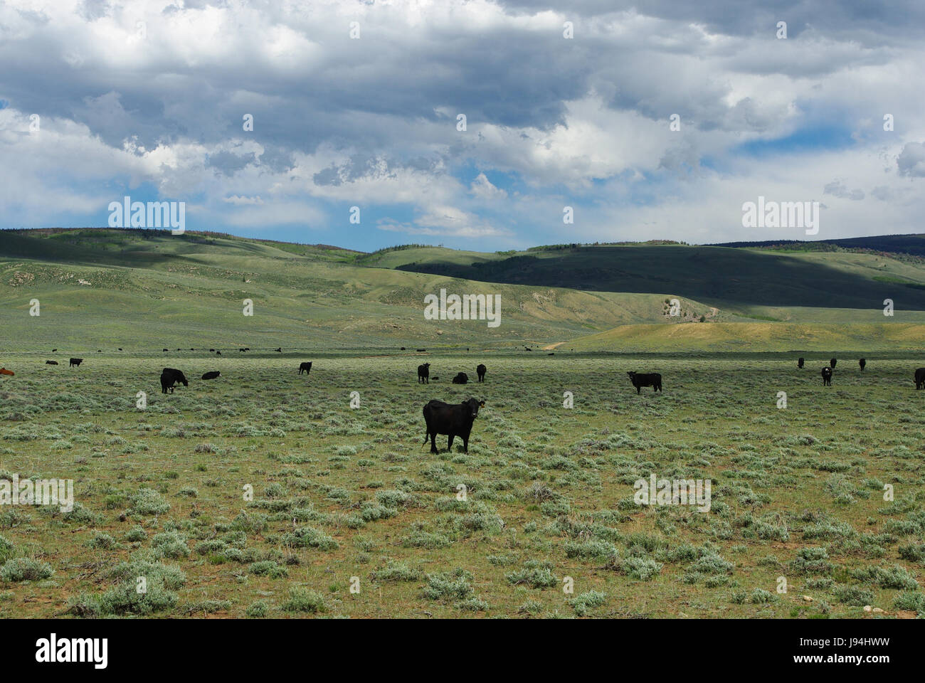 Curioso mucche nero in prossimità dei boschi sbarco,wyoming Foto Stock