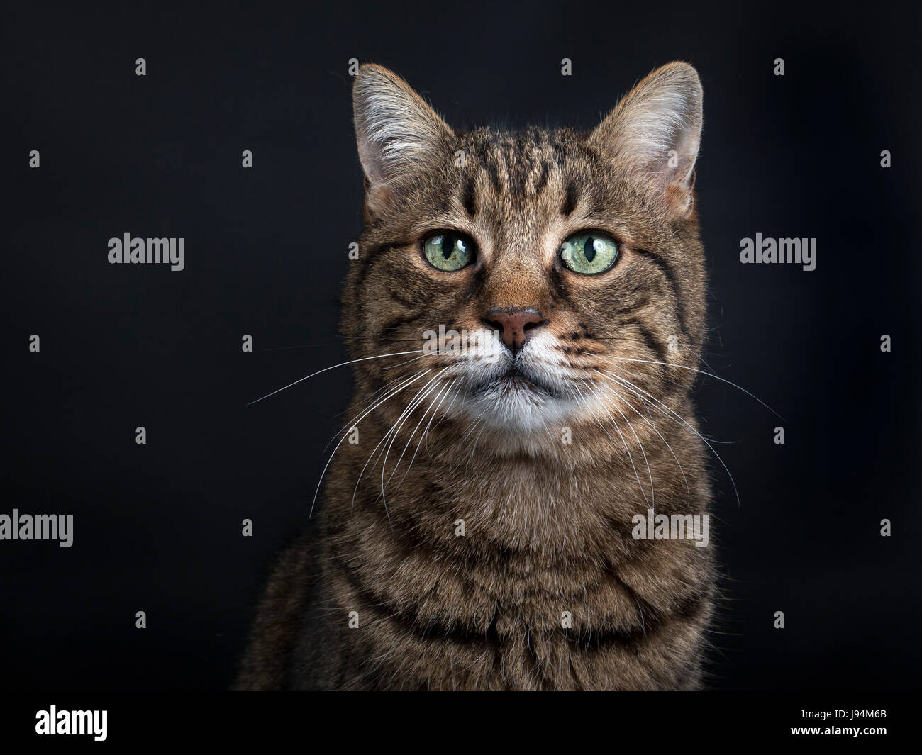 European Shorthair cat isolati su sfondo nero Foto Stock