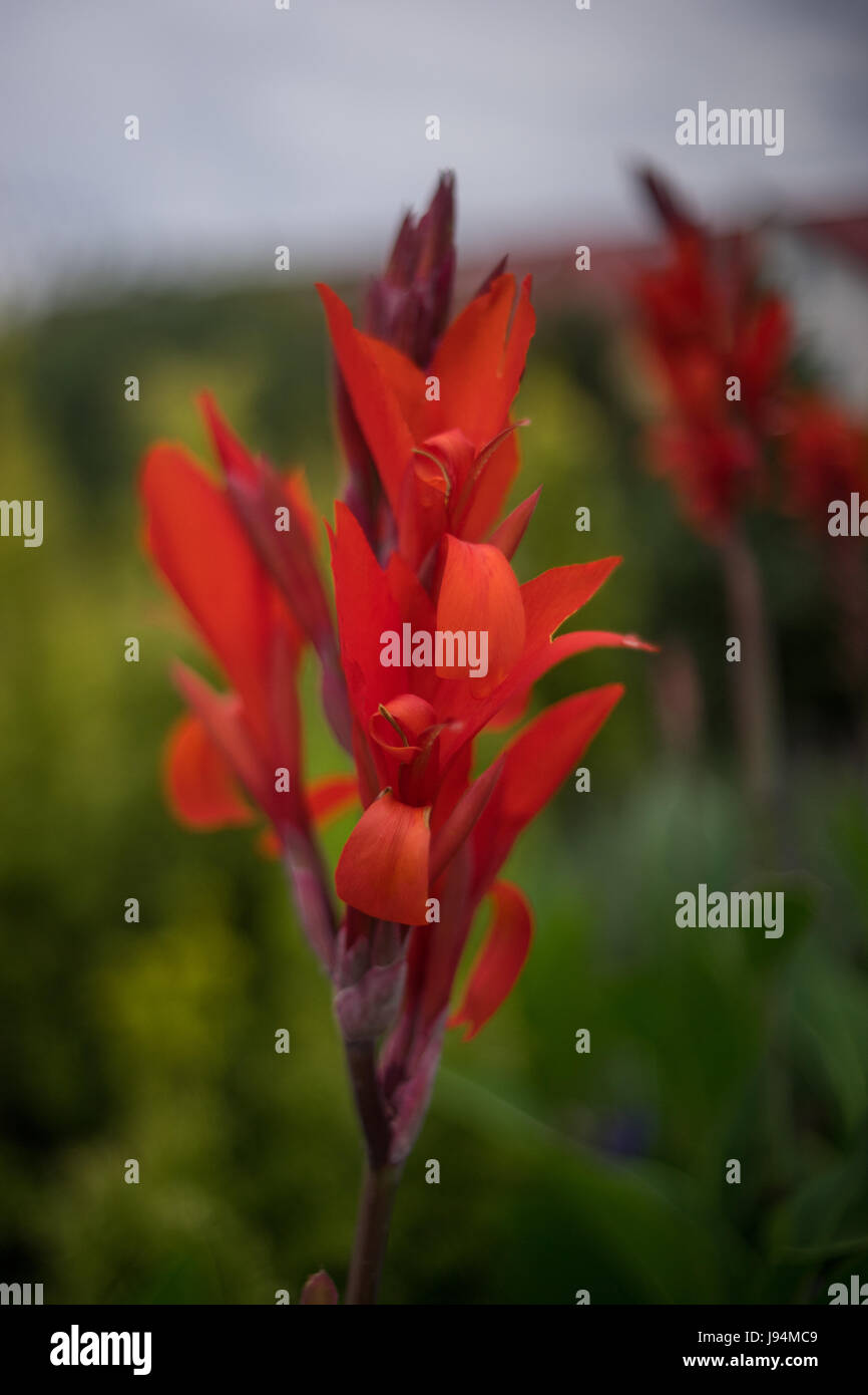 Canna Kanna fiore Foto Stock