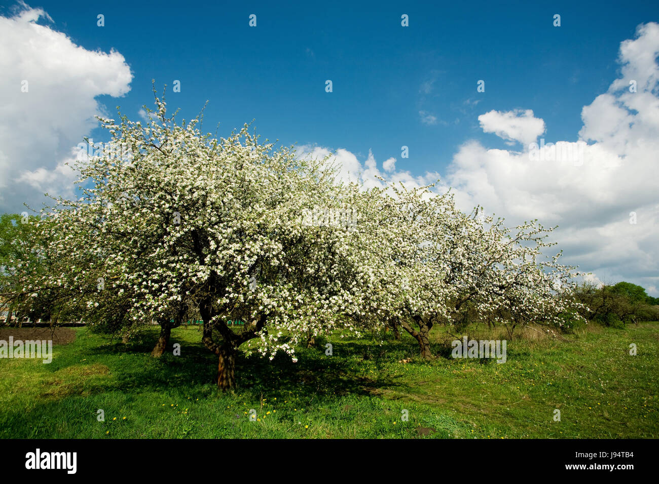 Blu, vita, esistono, esistenza, vivendo, vive, live, albero, giardino, bloom, Foto Stock