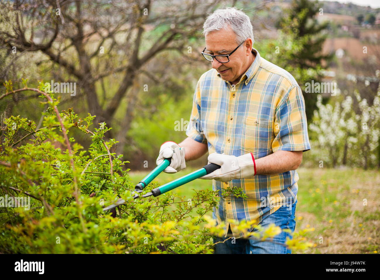 Senior l uomo nel suo giardino. Egli è la potatura di cespugli. Foto Stock