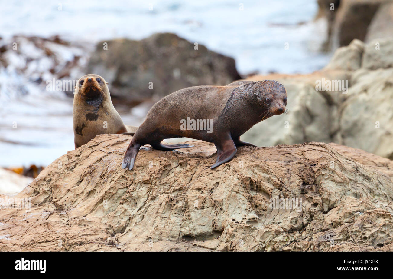 Animale, lion, gatto, Gatto grande, predatore felino, la fauna marina, marine, gruppo, Foto Stock