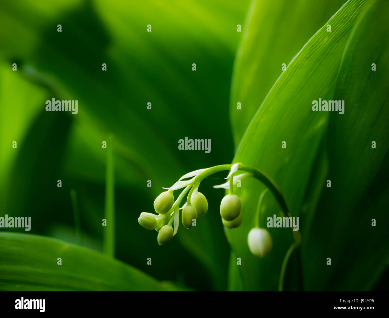 Il giglio della valle Foto Stock