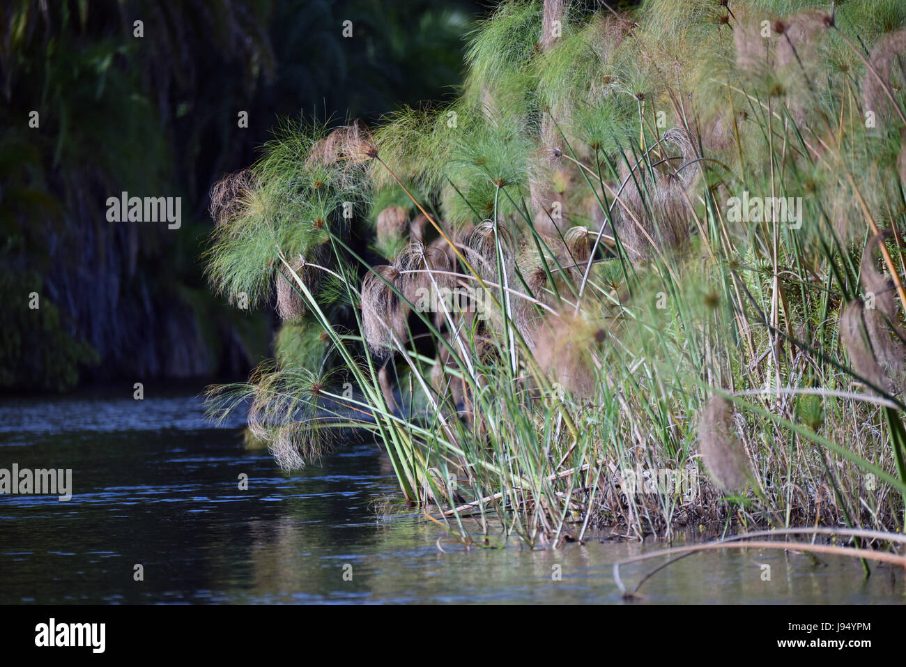 Il papiro reed dell'Okavango Delta vicino a Guma in Botswana. Prese su 08.04.2017. Il delta interno del Okavango è contata come dichiarato patrimonio dell'umanità UNESCO. Esso è alimentato dal fiume Okavango e tributari. L'acqua che scorre via Rivoli principalmente per il Kalahari. Foto: Matthias Toedt/dpa-Zentralbild/ZB | Utilizzo di tutto il mondo Foto Stock