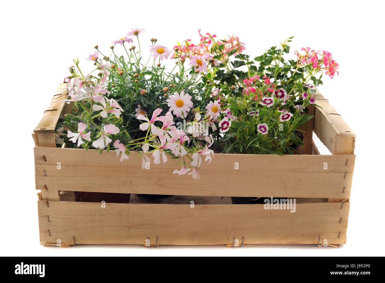 Flower, fiori, piante, Daisy, geranio, gerani, cassa, isolato, legno, Foto Stock