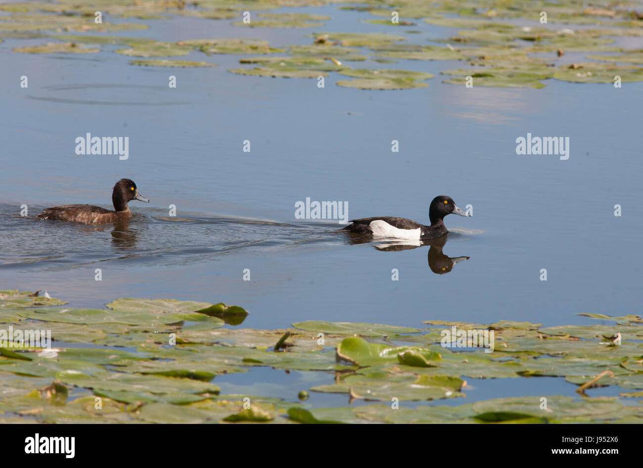 Moretta giovane 2017 a Ekeby wetland Foto Stock