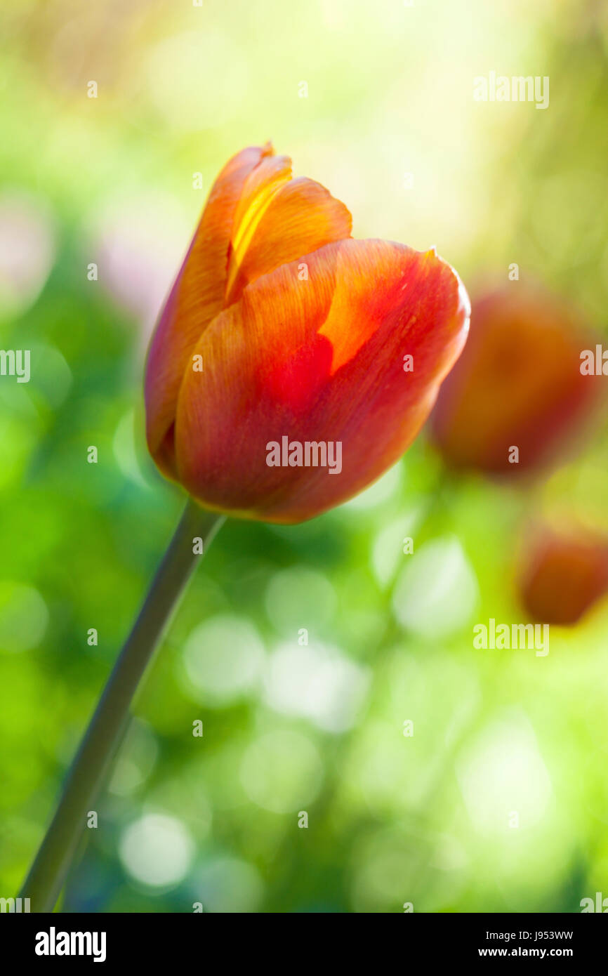 Close-up di un rosso e il tulipano giallo in un letto di fiori, soft focus Foto Stock