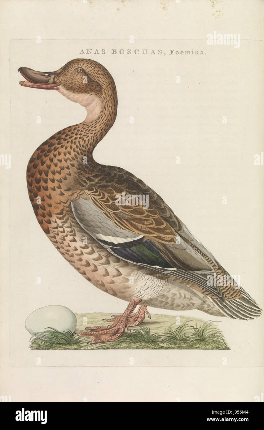 Nederlandsche vogelen (KB) Anas platyrhynchos (voor217) Foto Stock