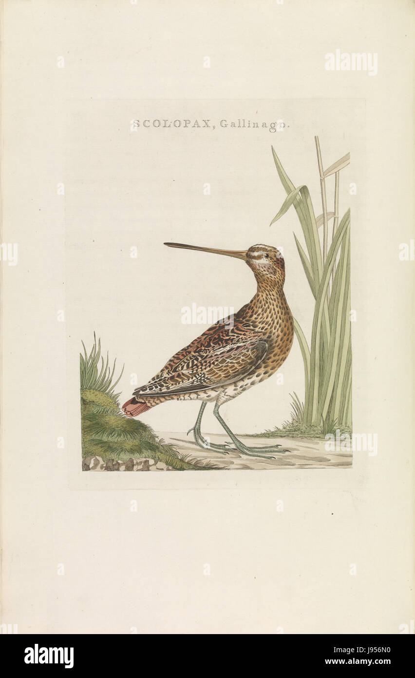 Nederlandsche vogelen (KB) Gallinago gallinago (233pl) Foto Stock