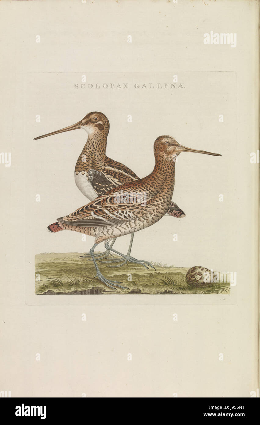 Nederlandsche vogelen (KB) Gallinago media (247pl) Foto Stock