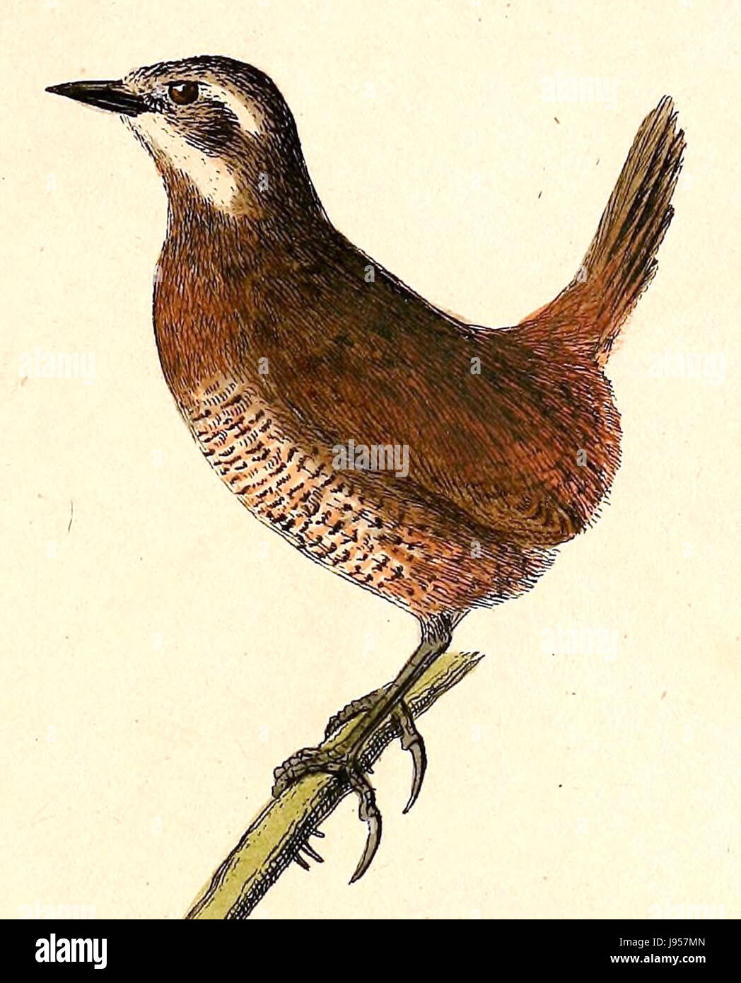 Pteroptochos megapodius, noto anche come tinamou andino, è una specie di uccelli originaria delle Ande. È noto per il suo comportamento segreto e la sua vocazione distintiva. Questa specie fa parte della famiglia dei tinamou, nota per le sue abitudini abitative a terra. Foto Stock