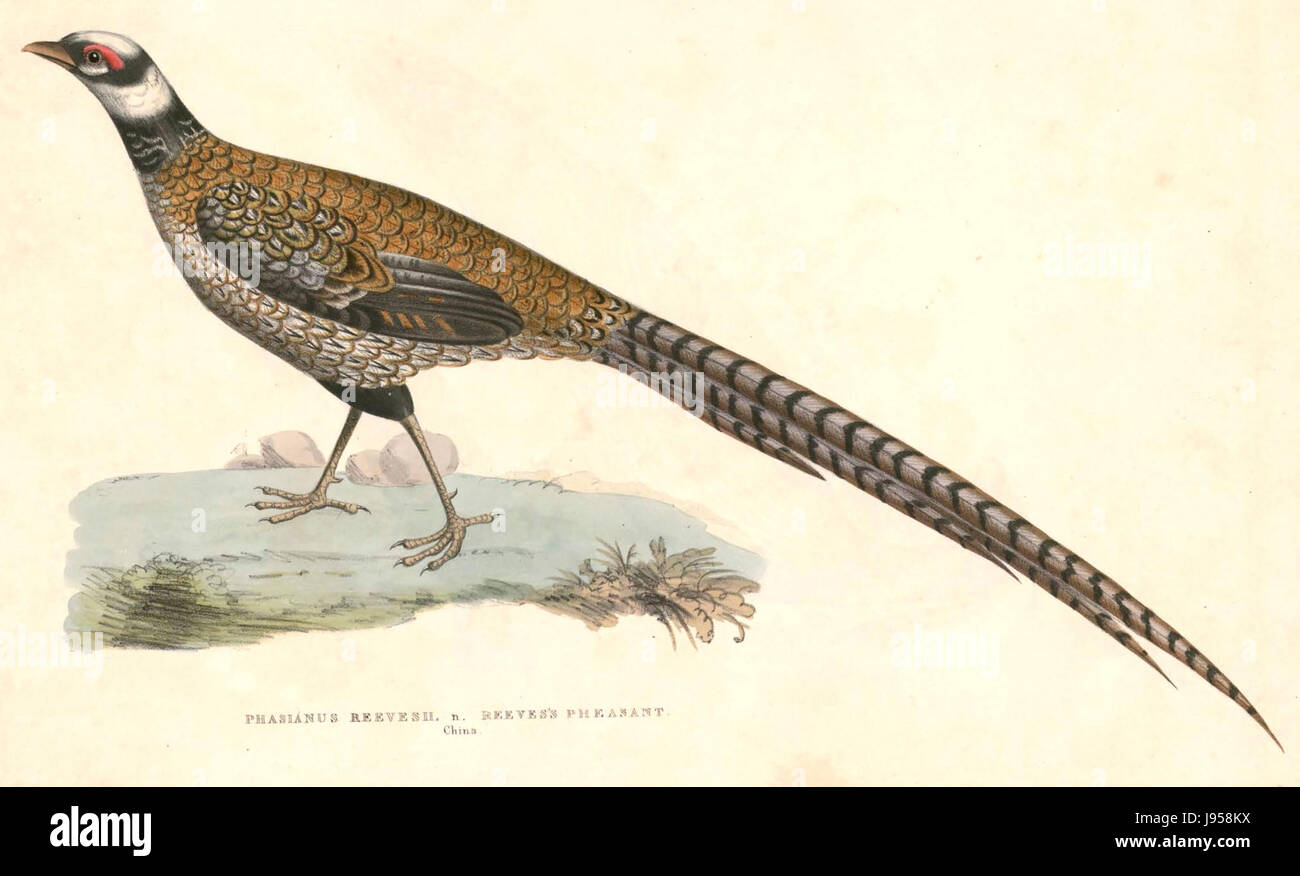 Syrmaticus reevesii, comunemente noto come fagiano di Reeves, è un grande uccello colorato originario della Cina. È noto per il suo aspetto suggestivo, in particolare per le lunghe piume di coda iridescenti. Il lavoro di Hardwicke è un'illustrazione storica di questa specie. Foto Stock