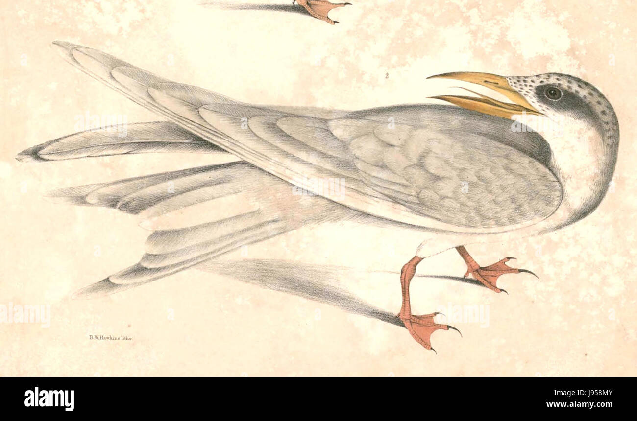 Questa immagine di Hardwicke raffigura la Sterna aurantia, la terna dal petto arancione, una specie di uccelli marini in via di estinzione che si trova nelle regioni costiere dell'Asia e dell'Australia. Foto Stock